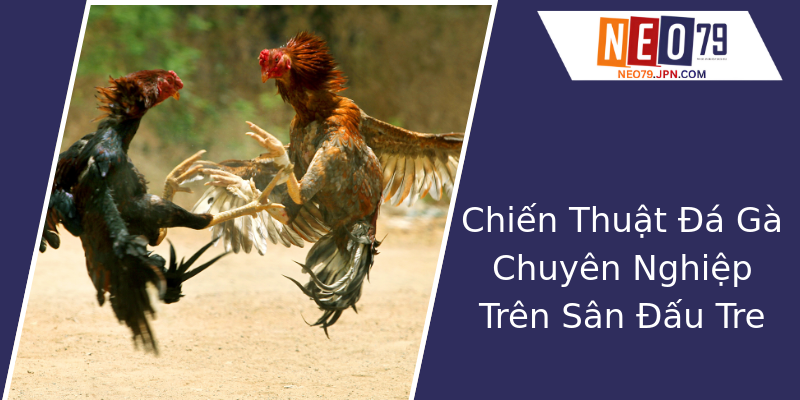 Chiến Thuật Đá Gà Chuyên Nghiệp Trên Sân Đấu Tre