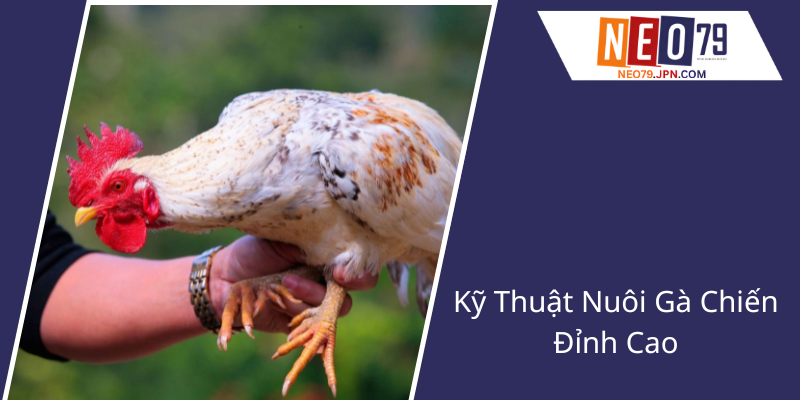 Ky Thuat Nuoi Ga Chien Dinh Cao1